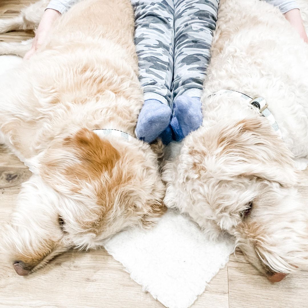 Therapiehunde liegen entspannt um die Beine eines Kindes auf dem Boden